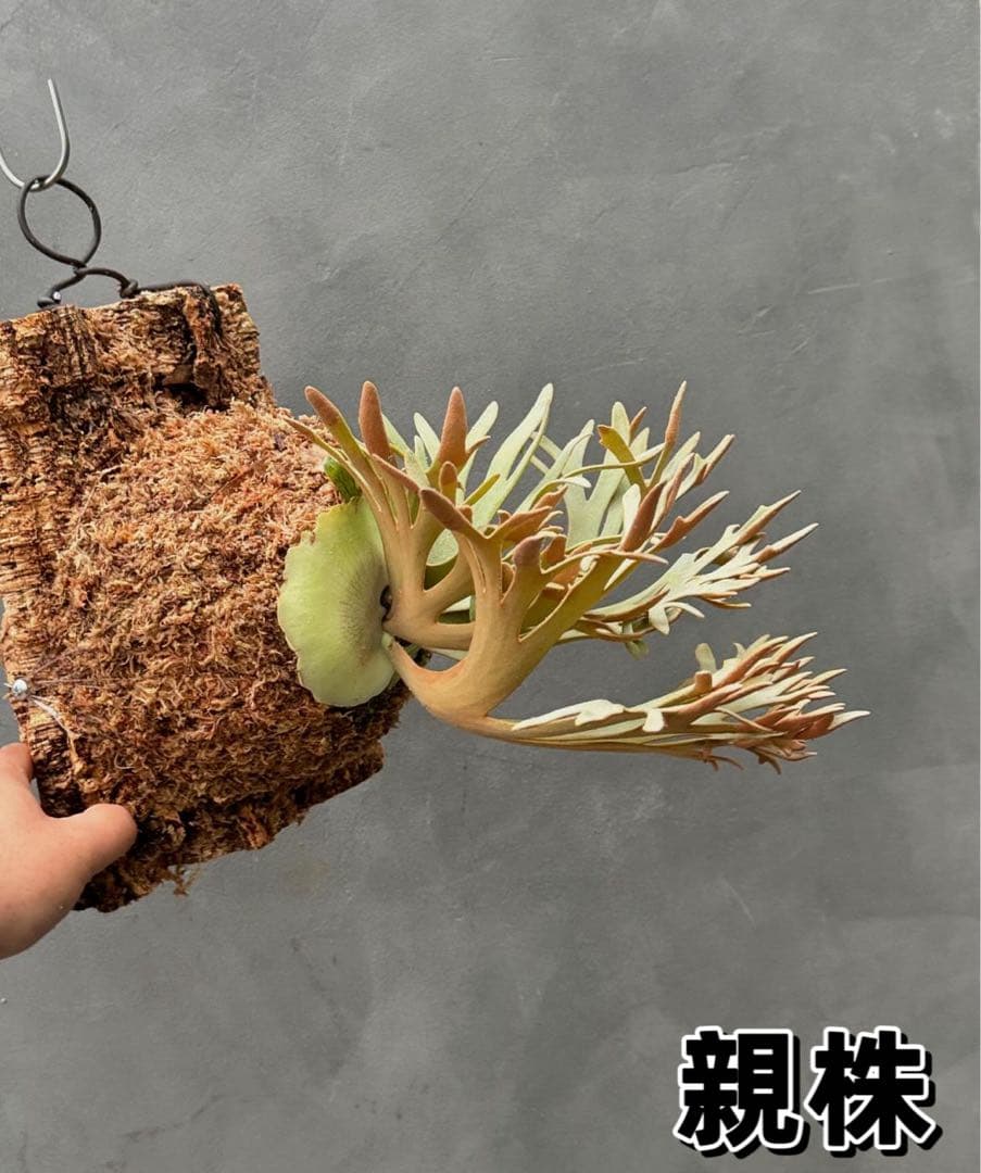 こたろう　ビカクシダ willinckii Golden Boy