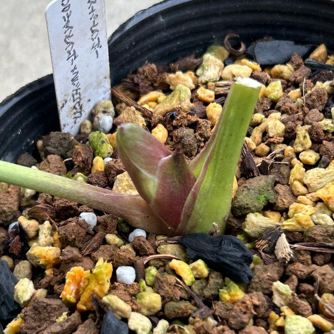 クリスマスローズ 開花実績株 SSピンクバイカラー