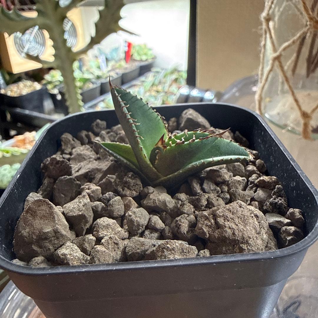 アガベ チタノタ　キングアーサー　子株