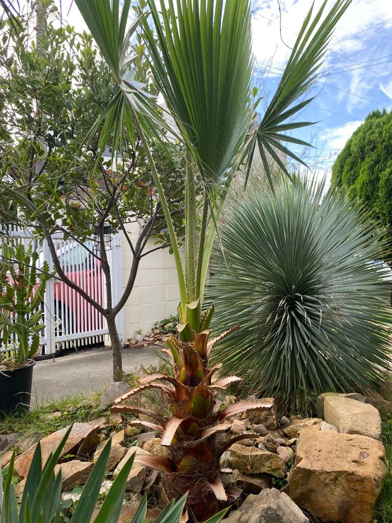 ワシントンヤシ　引き取り限定　愛知県