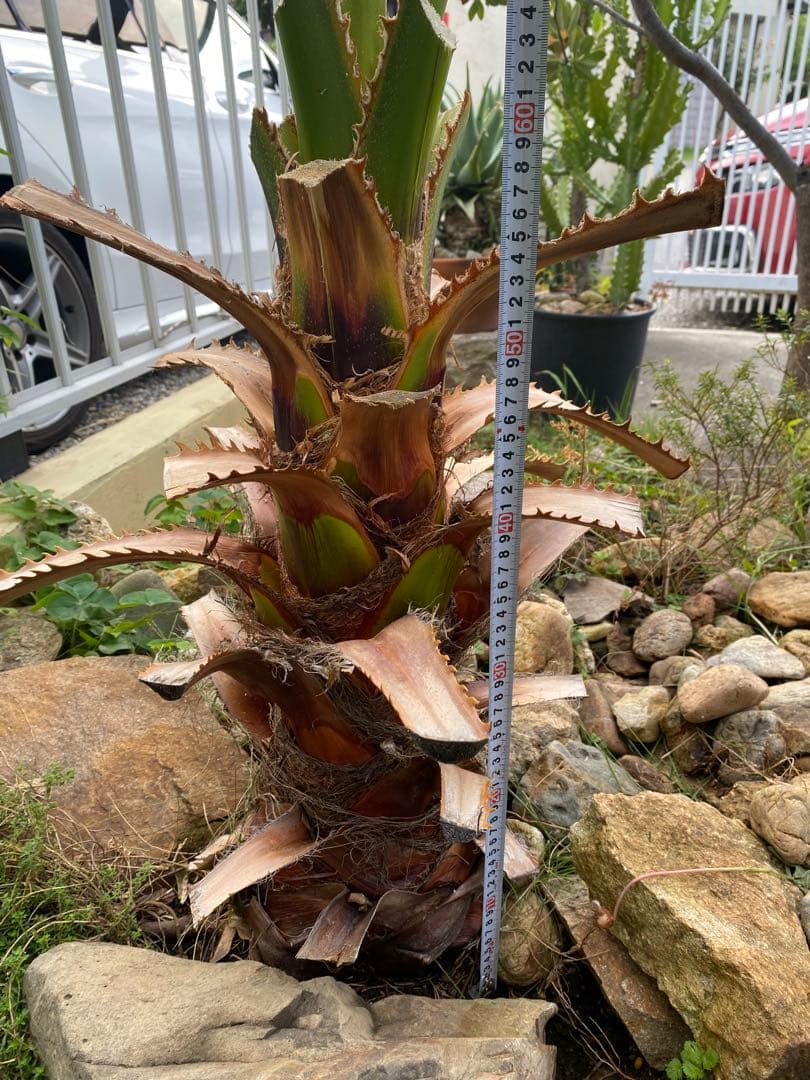 ワシントンヤシ　引き取り限定　愛知県