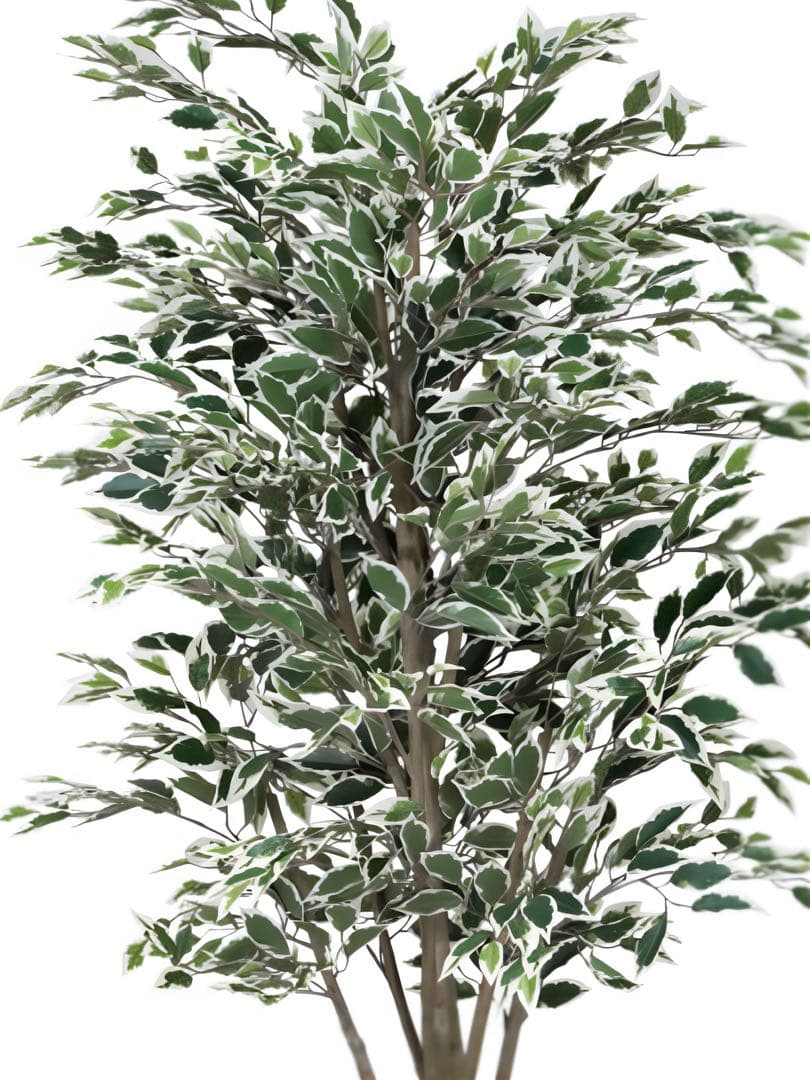 光触媒　人工観葉植物　フェイクグリーン　ベンジャミンツリー斑入リ 1.8m