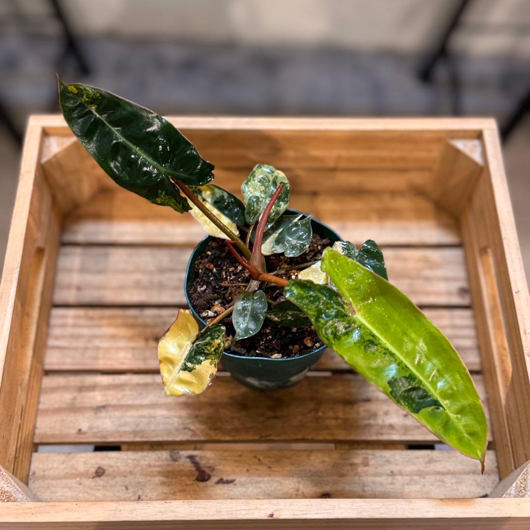 t*☆様 32 フィロデンドロン　ビレッタエ　斑入り　ビレッティア