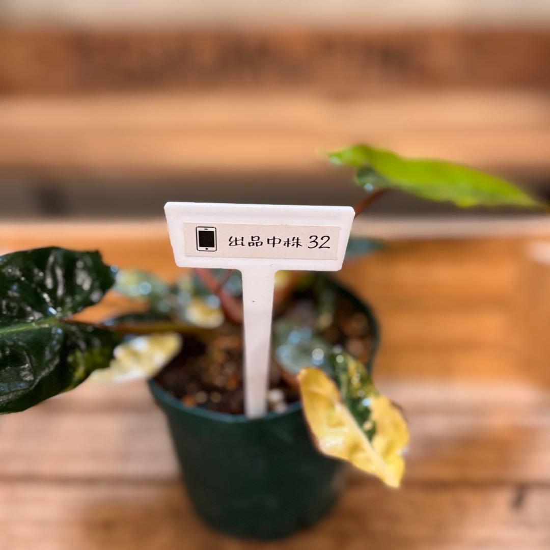 t*☆様 32 フィロデンドロン　ビレッタエ　斑入り　ビレッティア