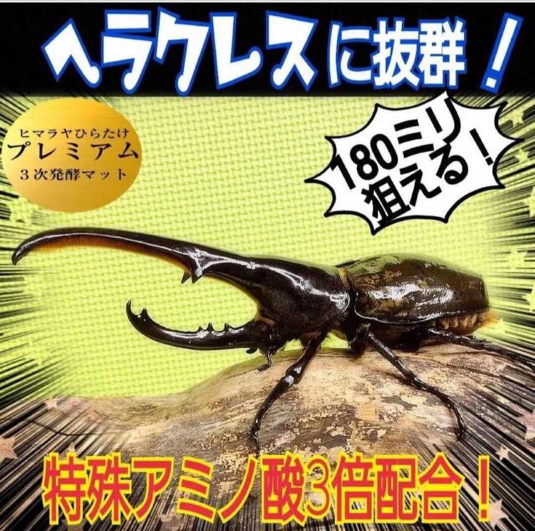 ヘラクレスが大きくなります！プレミアム3次発酵マット【60L】180ミリ羽化実績