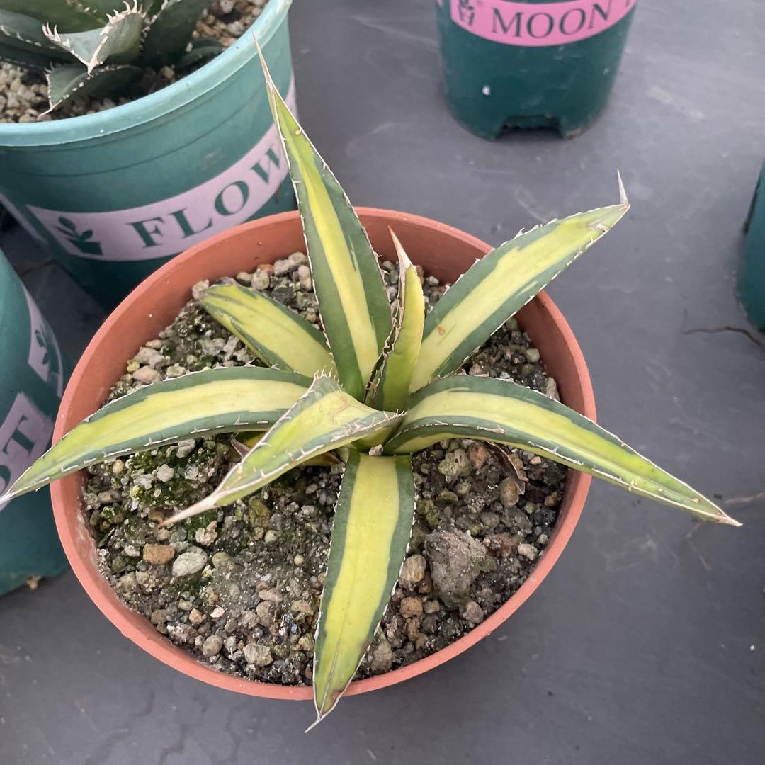 多肉植物アガベ チタノタ 帝釈天黄中斑