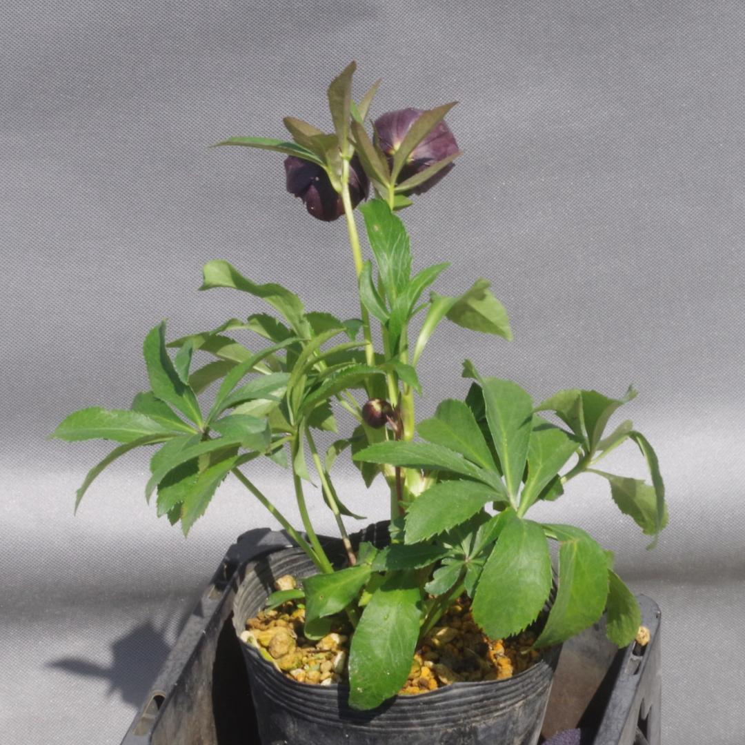 7648 認定！　キラメキ・チョコレート　クリスマスローズ開花　加藤農園