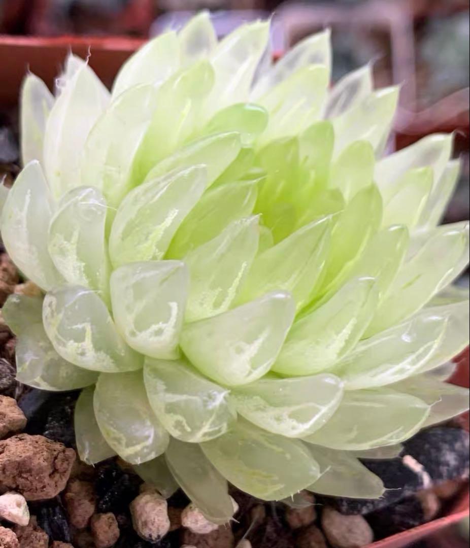 一*様 多肉植物　ハオルチア　太陽の恋人　エメラルドLED変異黄琥珀斑 糊斑