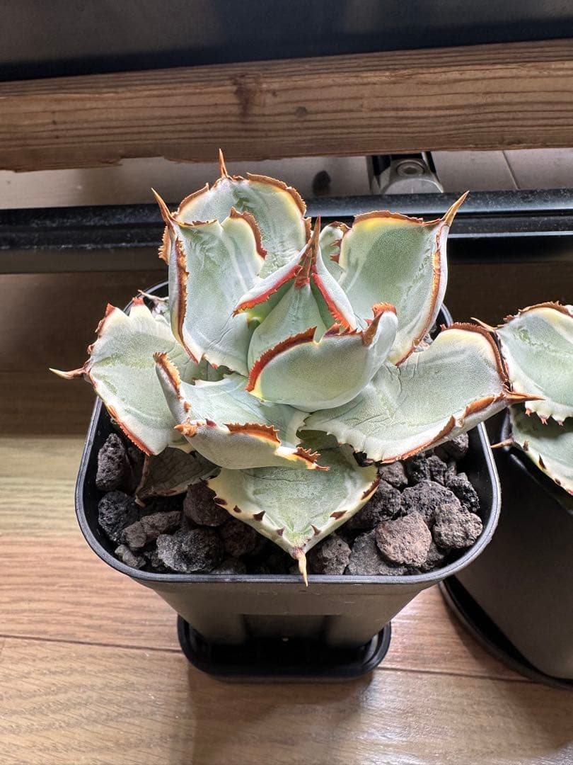 大特価　アガベ+α 60株セット