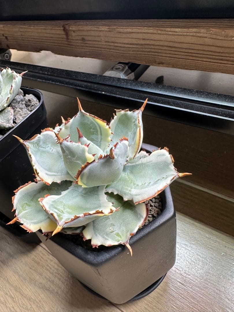 大特価　アガベ+α 60株セット