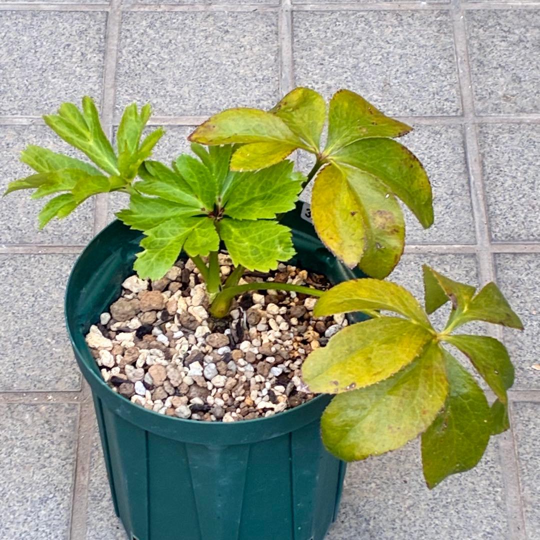 ヒ*イ様 ☘️しっかり株☘️❤️根充実❤️逞しい新葉❤️3204⭐️超レア⭐️利