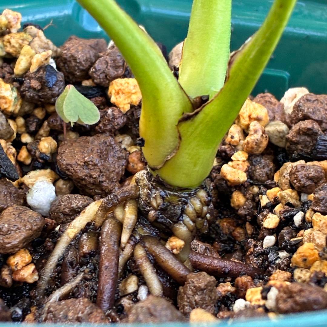 ヒ*イ様 ☘️しっかり株☘️❤️根充実❤️逞しい新葉❤️3204⭐️超レア⭐️利