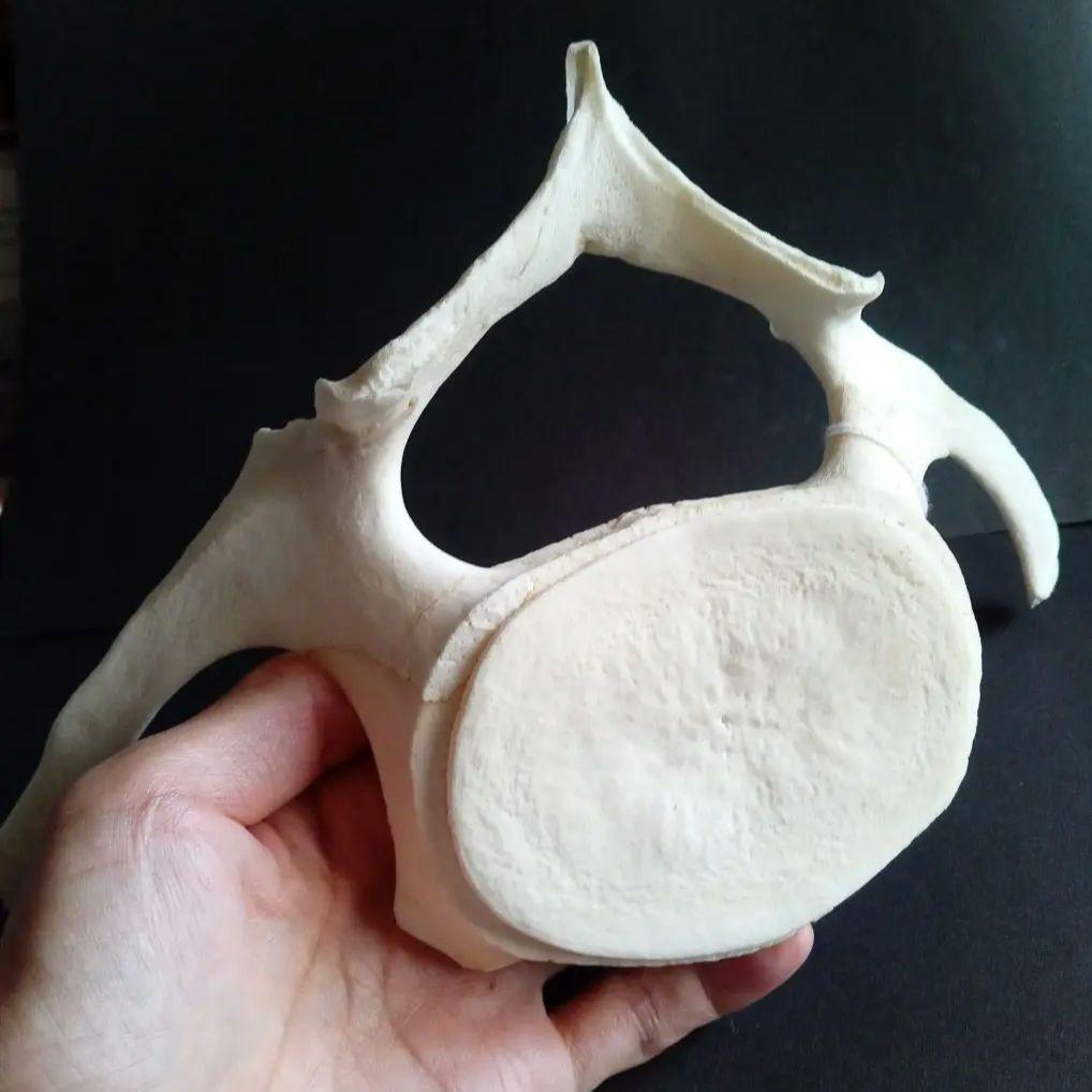 骨格標本　ヒゲクジラ　ミンククジラ　椎骨　特大