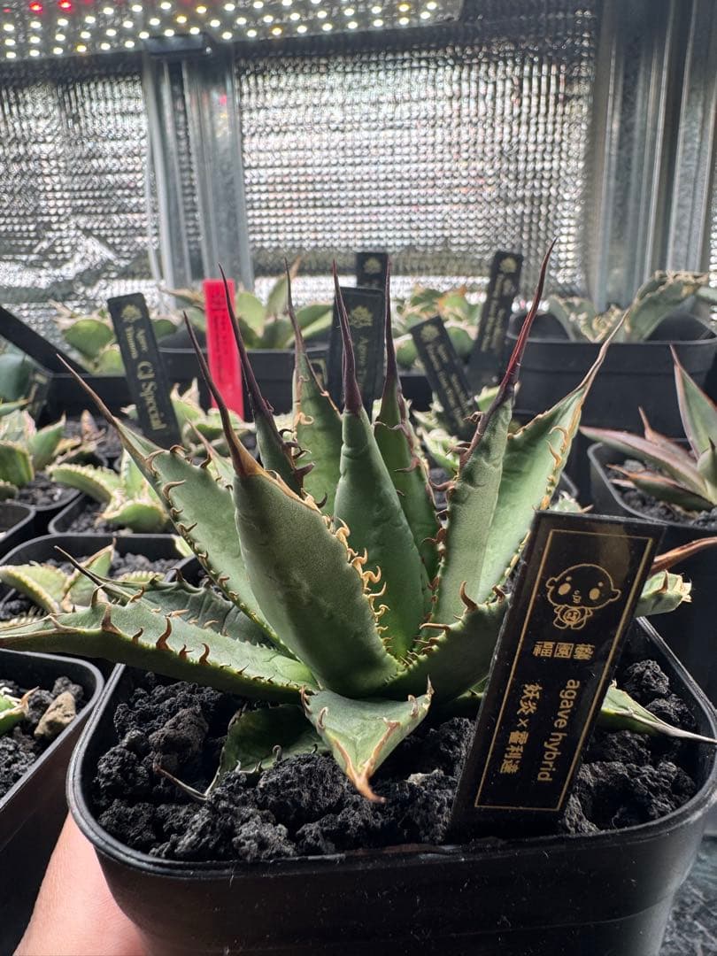 アガベ　ハイブリッド　妖炎×霍利達　検）妖姫　妖帝　妖霍利　エボリスピナ　ホリダ