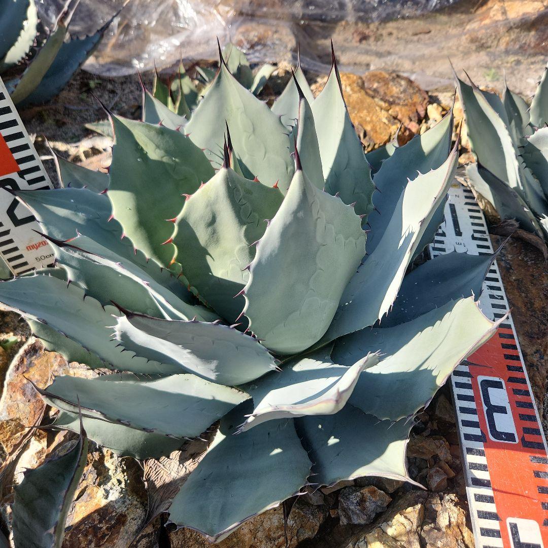 アガベ・パリートランカータ