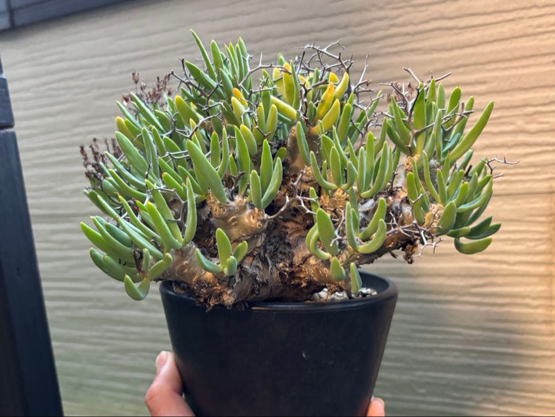 大株❗️ 塊根植物　チレコドン　レキュラータス　万物想　現地球