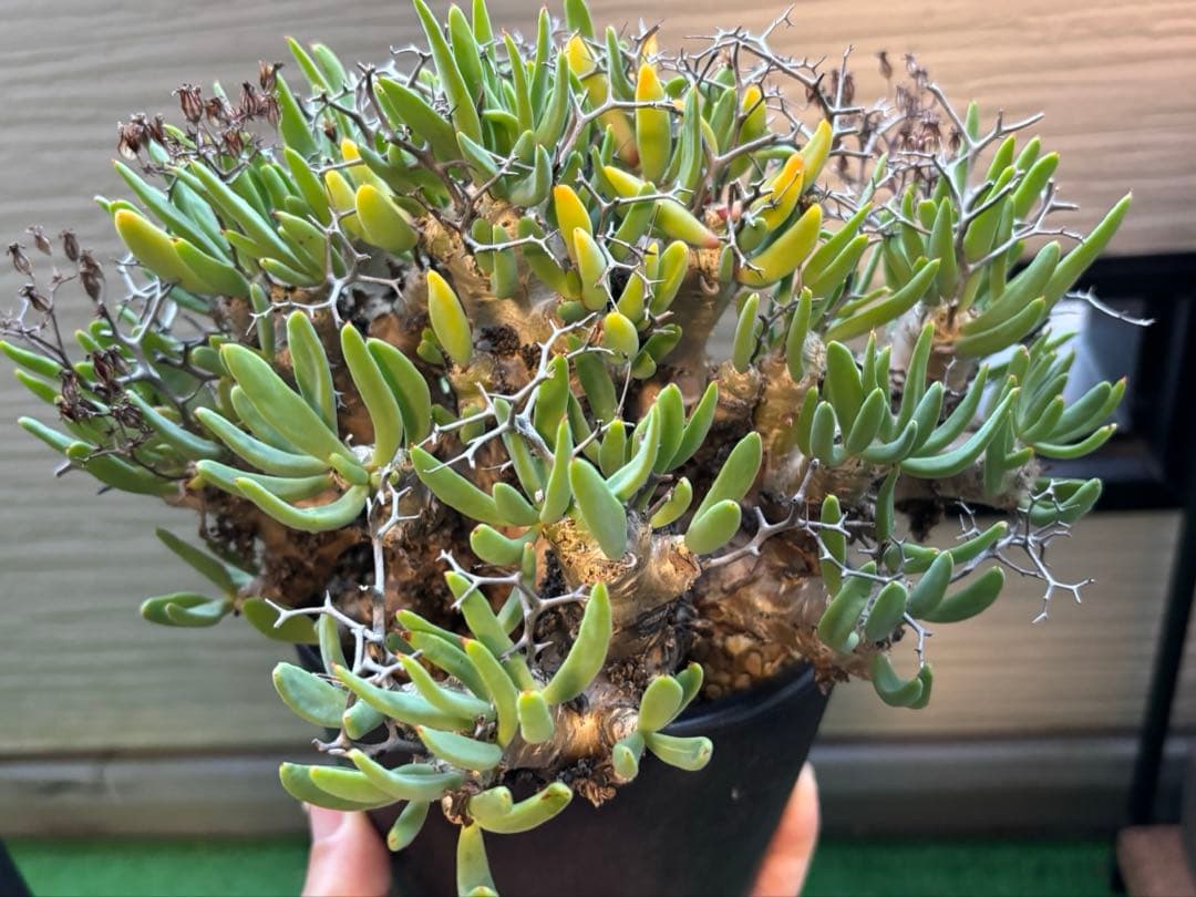 大株❗️ 塊根植物　チレコドン　レキュラータス　万物想　現地球