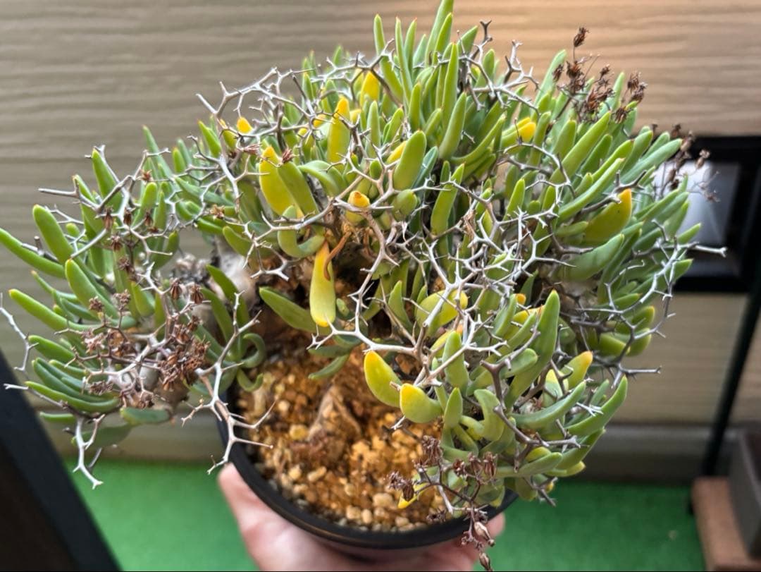 大株❗️ 塊根植物　チレコドン　レキュラータス　万物想　現地球