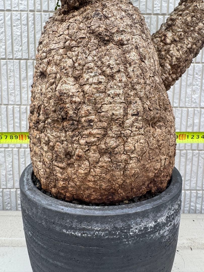 斑入り❔オペルクリカリア パキプス 幹幅19㎝ 発根済み 三州みやび鉢