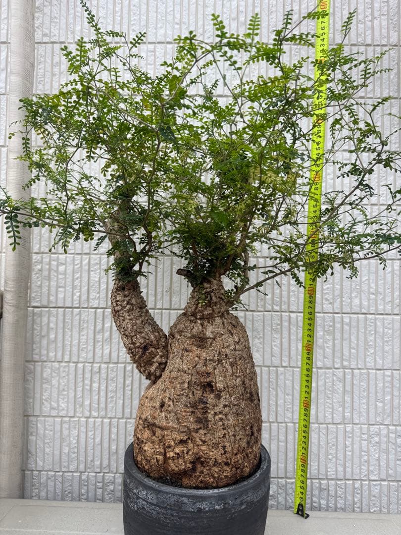 斑入り❔オペルクリカリア パキプス 幹幅19㎝ 発根済み 三州みやび鉢