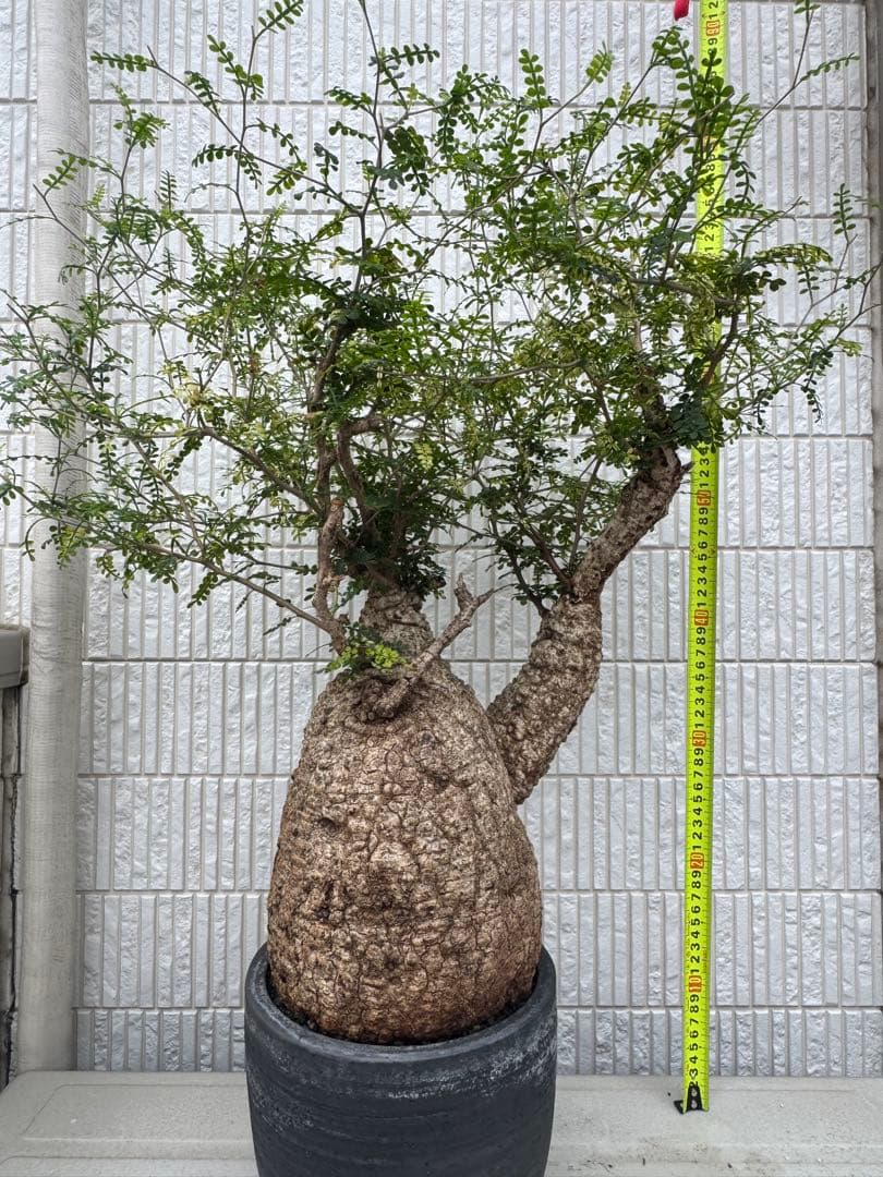 斑入り❔オペルクリカリア パキプス 幹幅19㎝ 発根済み 三州みやび鉢