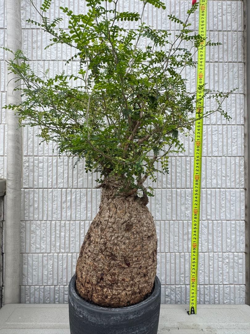 斑入り❔オペルクリカリア パキプス 幹幅19㎝ 発根済み 三州みやび鉢