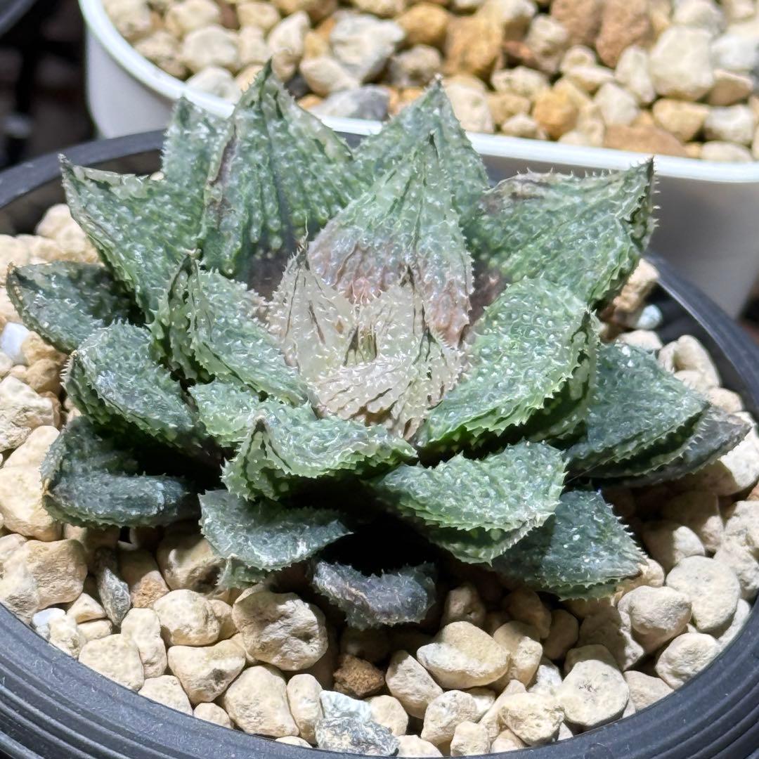 ハオルチア_闇の森