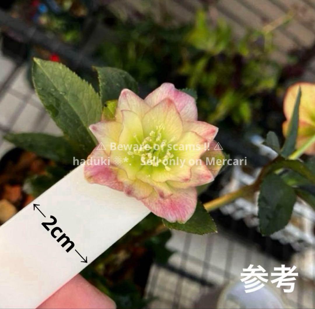 ひ*ち様 大木ナーセリー ポーセリンhyb 株分け クリスマスローズ