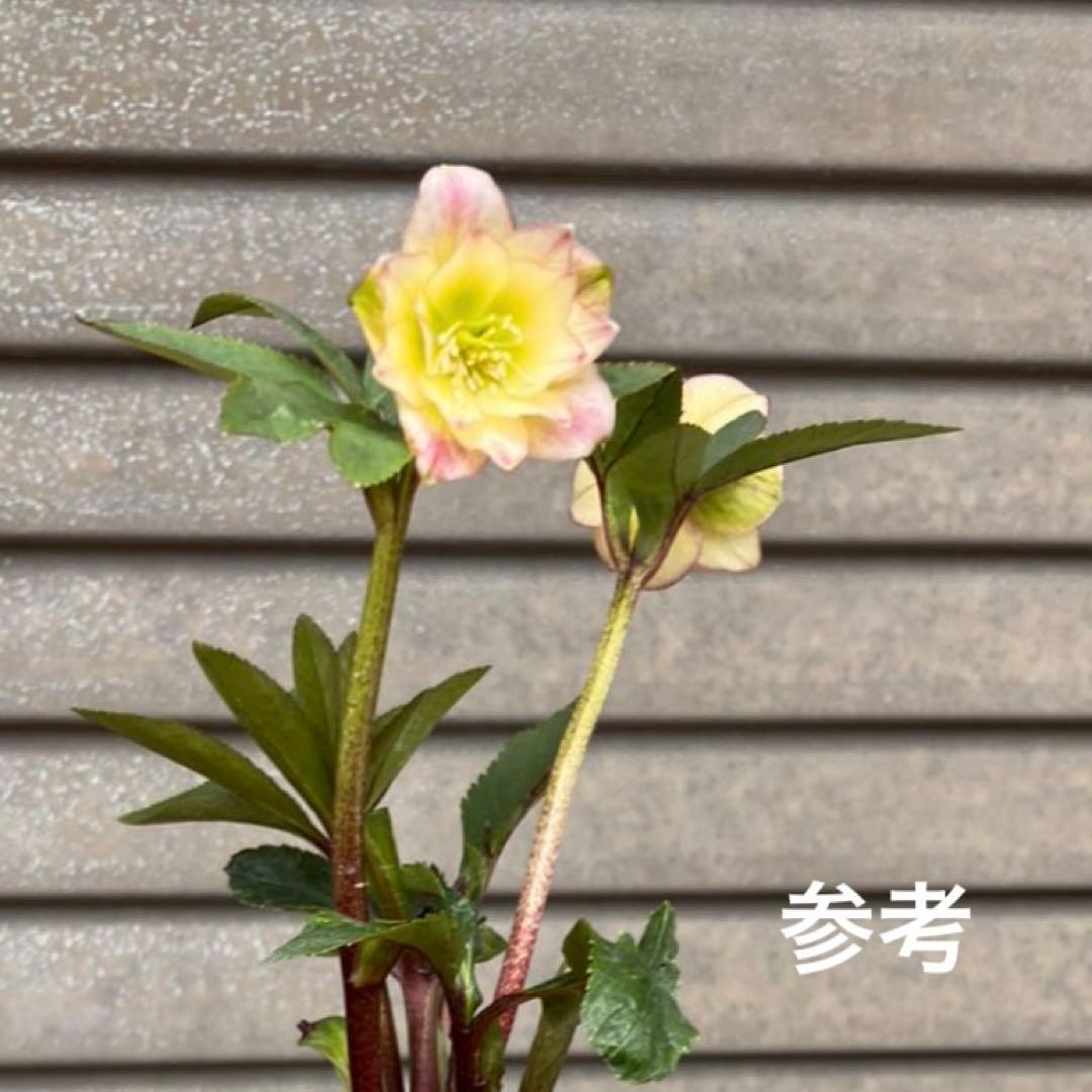 ひ*ち様 大木ナーセリー ポーセリンhyb 株分け クリスマスローズ