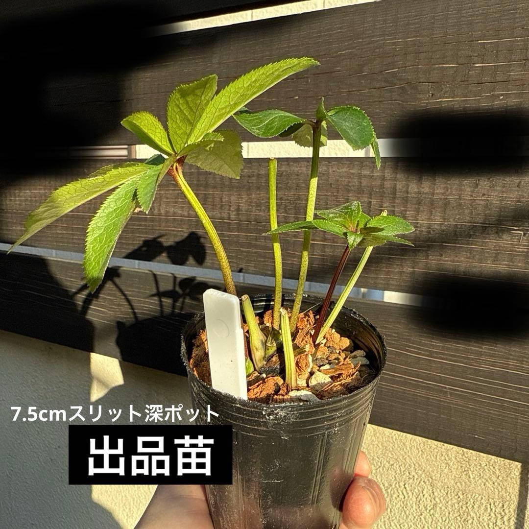 ひ*ち様 大木ナーセリー ポーセリンhyb 株分け クリスマスローズ