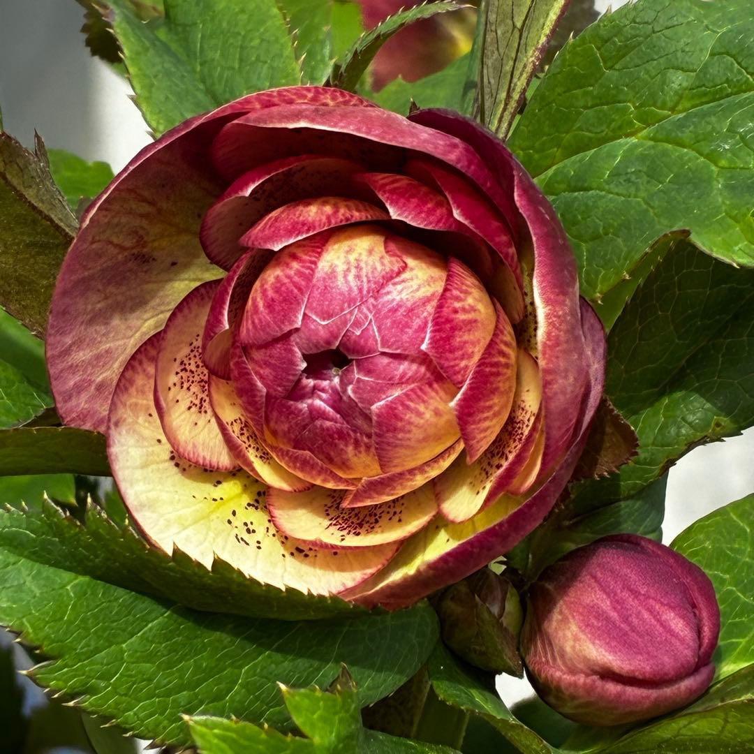 r*o様 3590☘️蕾花付☘️極上☘️オレンジピンクアプリ⭐️グラデーションピ