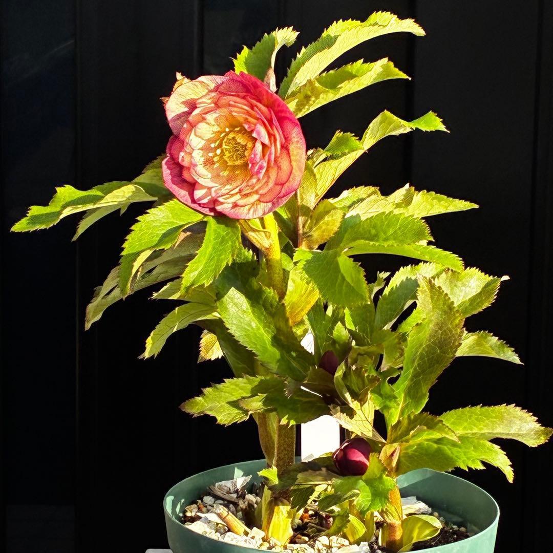 r*o様 3590☘️蕾花付☘️極上☘️オレンジピンクアプリ⭐️グラデーションピ