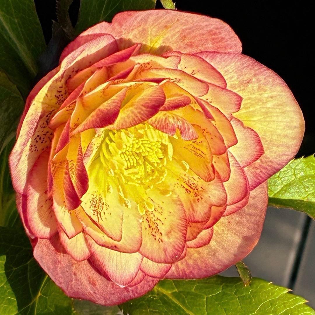 r*o様 3590☘️蕾花付☘️極上☘️オレンジピンクアプリ⭐️グラデーションピ