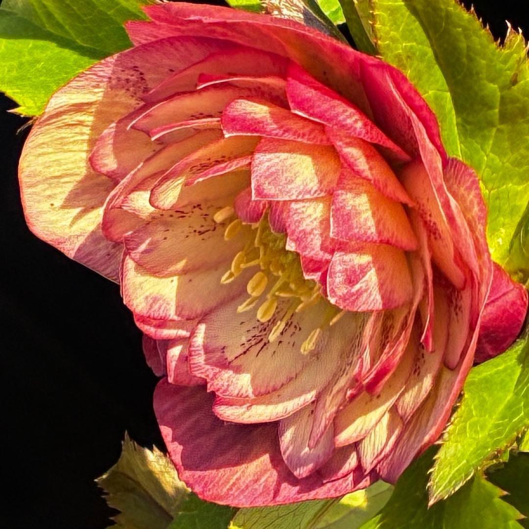 r*o様 3590☘️蕾花付☘️極上☘️オレンジピンクアプリ⭐️グラデーションピ