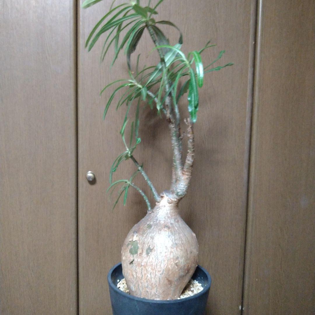 ▲現地球 大株 赤肌 アデニウム ソマレンセ ノバ