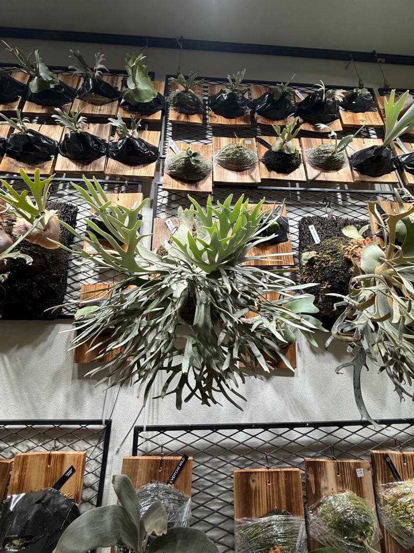 【特選親株】P.Bacteria バクテリア