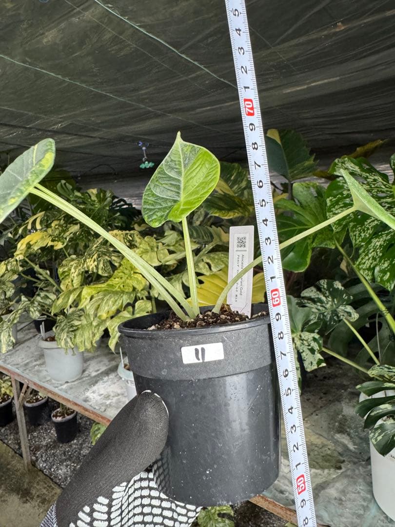 m*o様 11アロカシア　マハラニ　ゴールド　黄斑入り