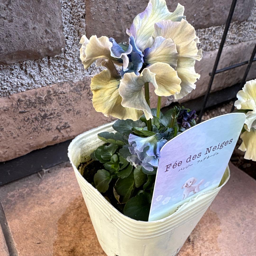 フェデネージュ