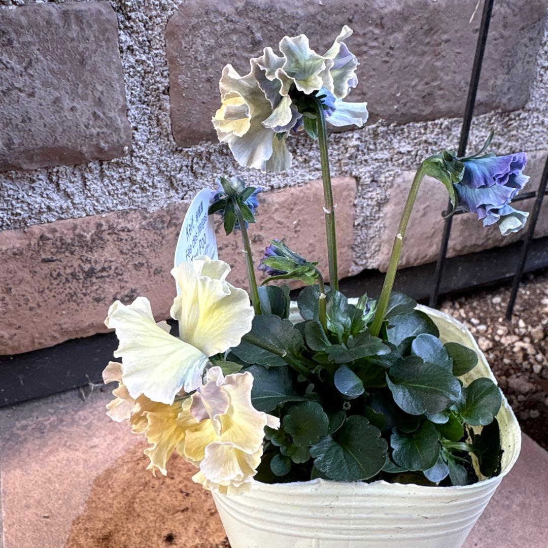 フェデネージュ