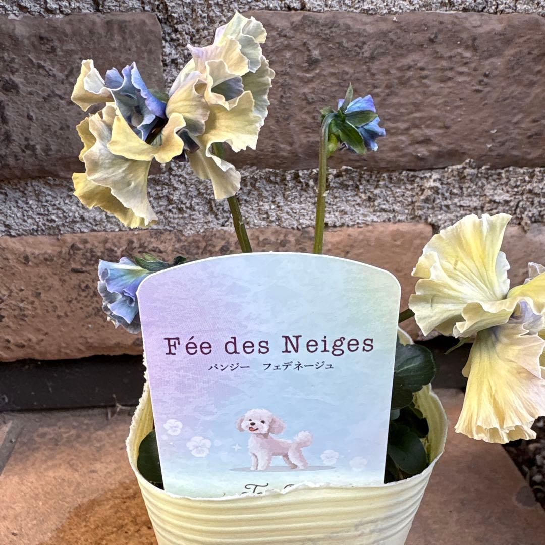 フェデネージュ