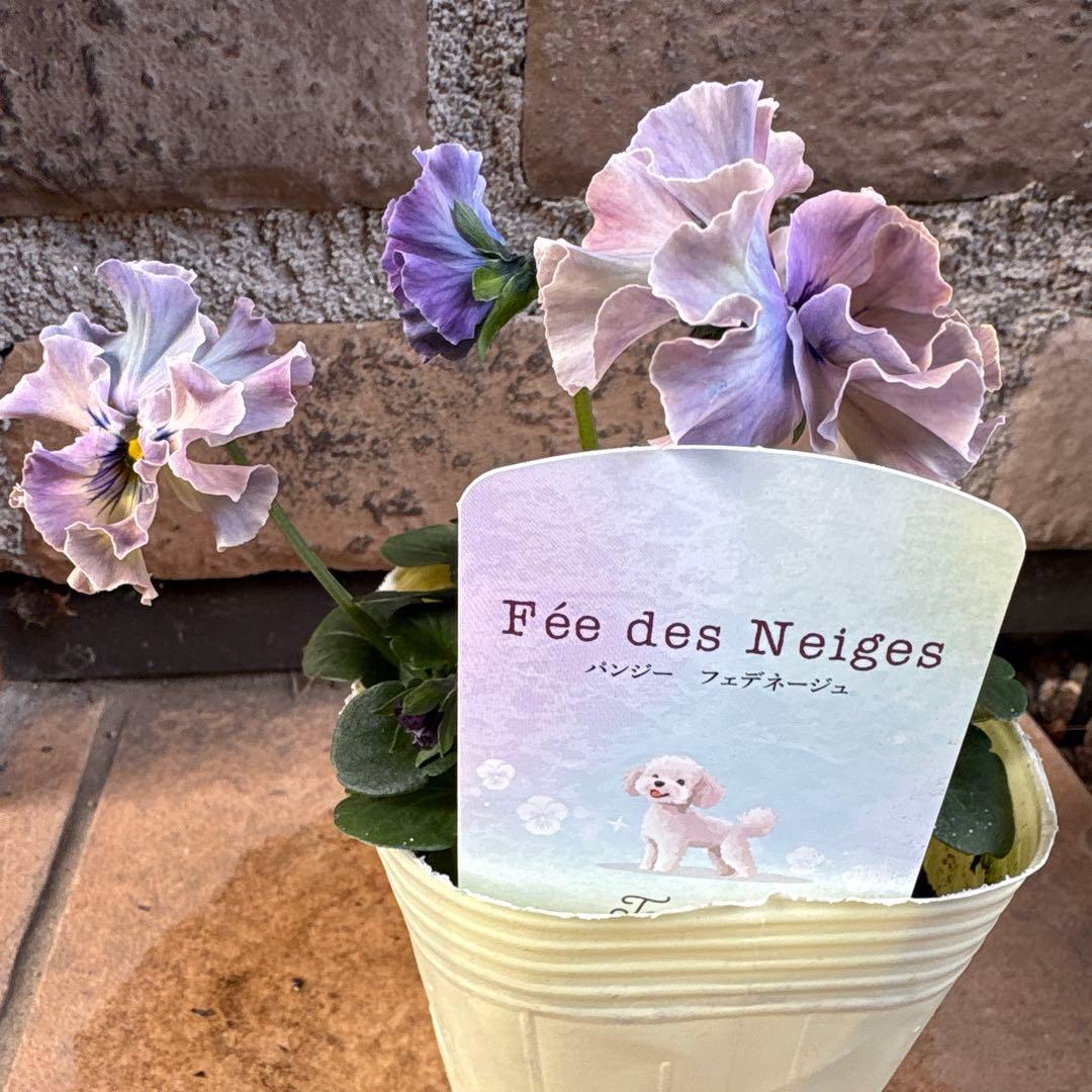 フェデネージュ