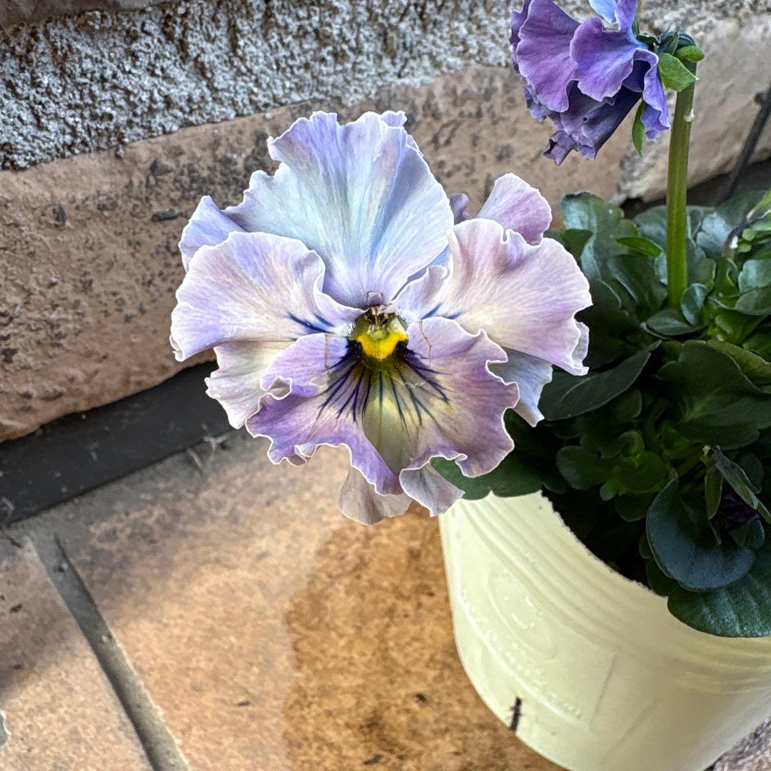 フェデネージュ