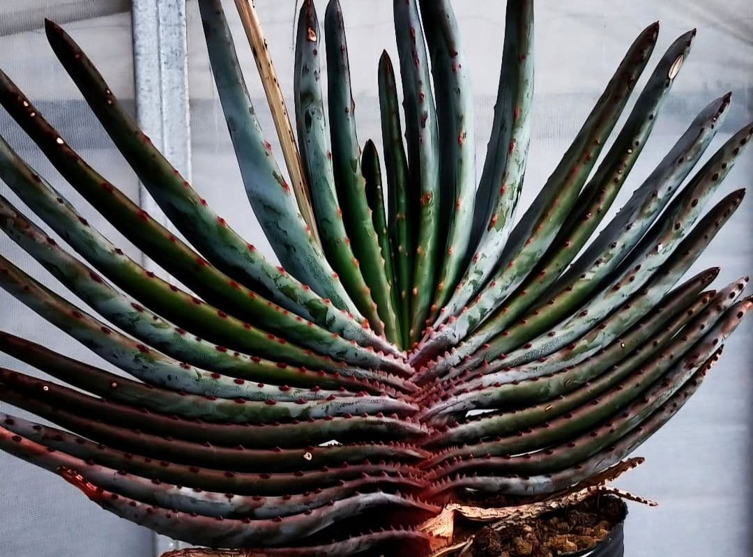 多肉植物 アロエ属 コンプレッサシストフィラ(ビグザム交配)