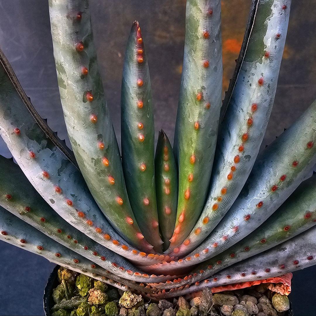 多肉植物 アロエ属 コンプレッサシストフィラ(ビグザム交配)