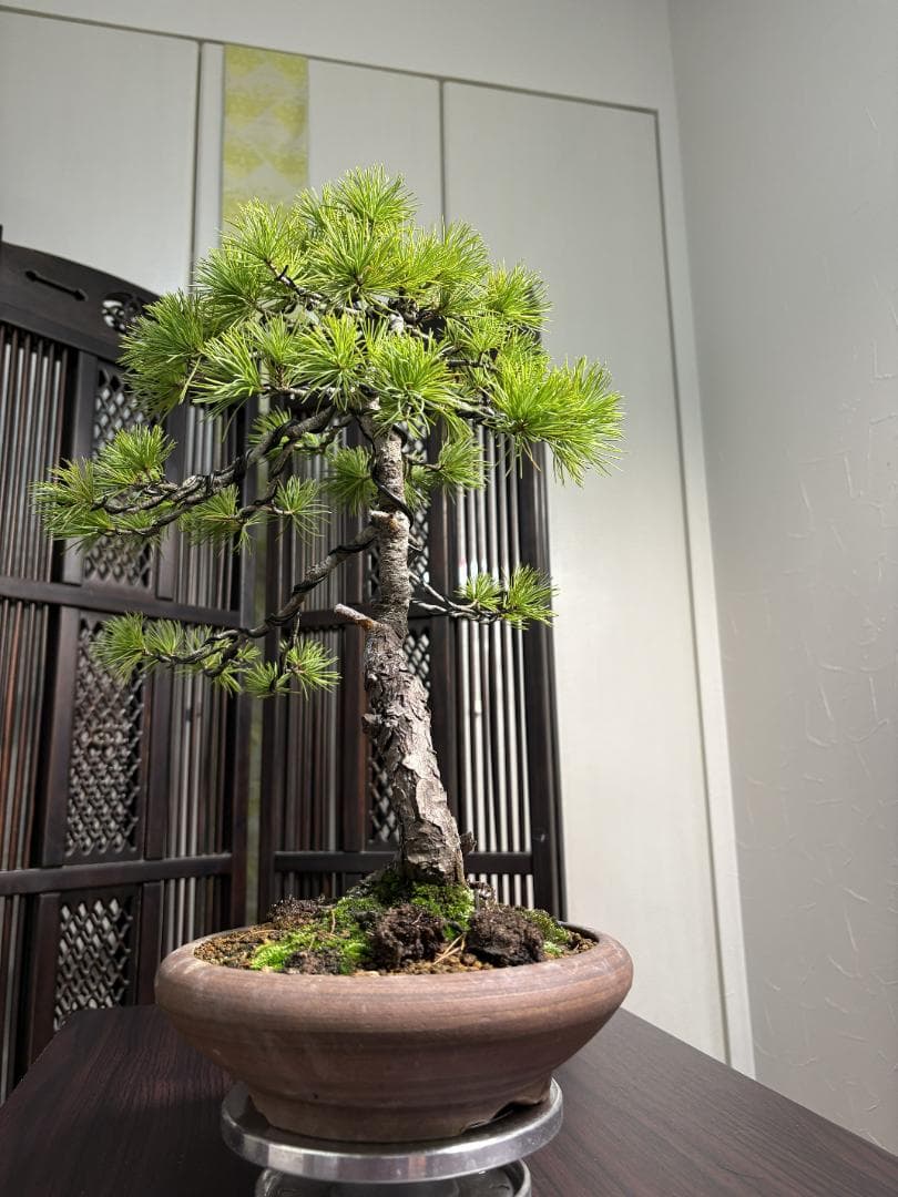 【値下げ】【早い者勝ち】五葉松 盆栽 樹高37cm 太模様木 美しい曲がり樹形