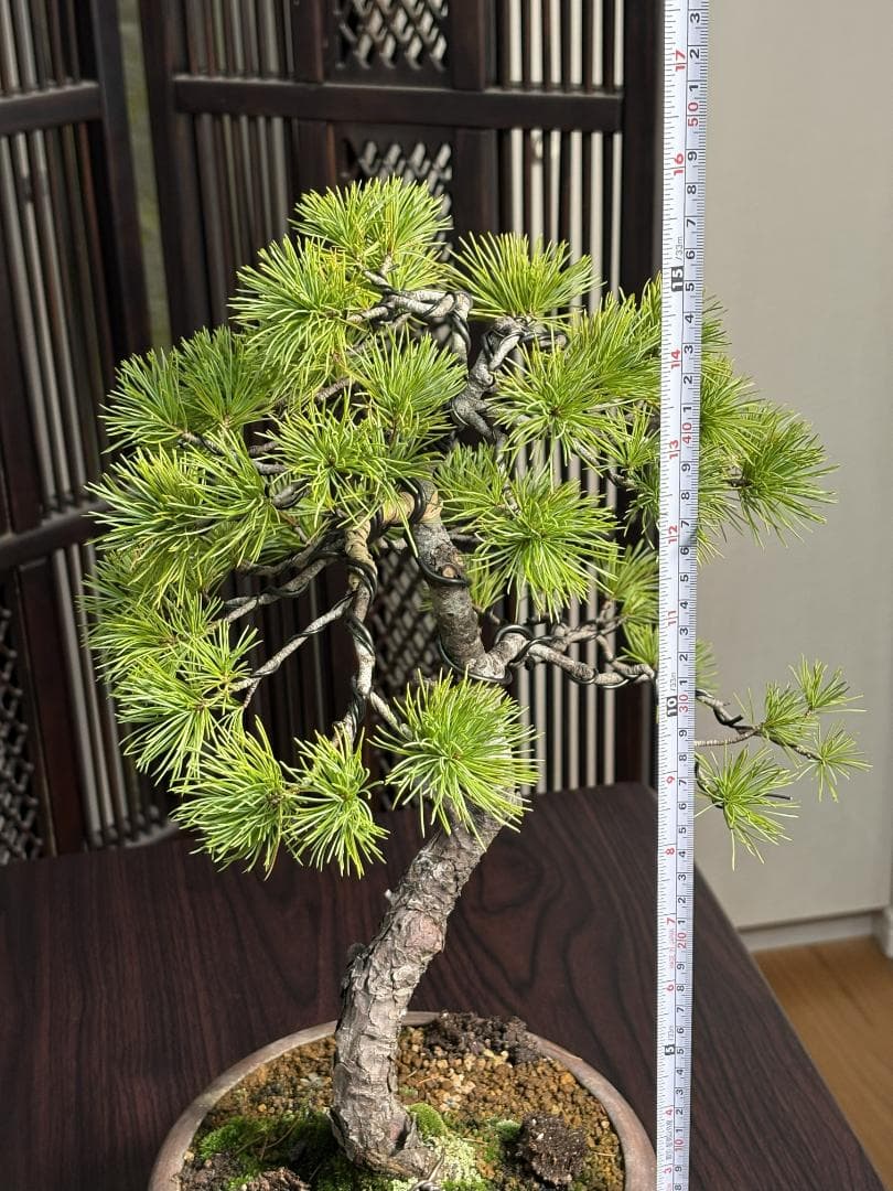【値下げ】【早い者勝ち】五葉松 盆栽 樹高37cm 太模様木 美しい曲がり樹形