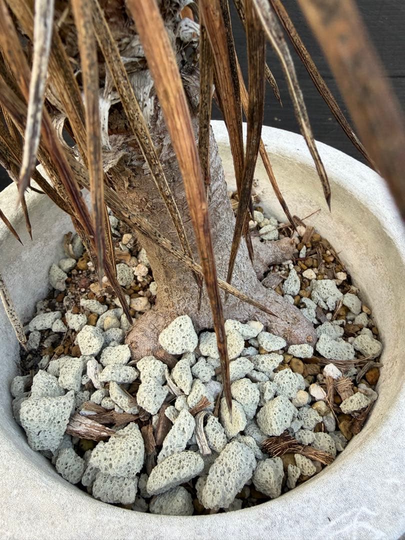 ユッカ アロイフォリア　観葉植物 鉢 約80cm