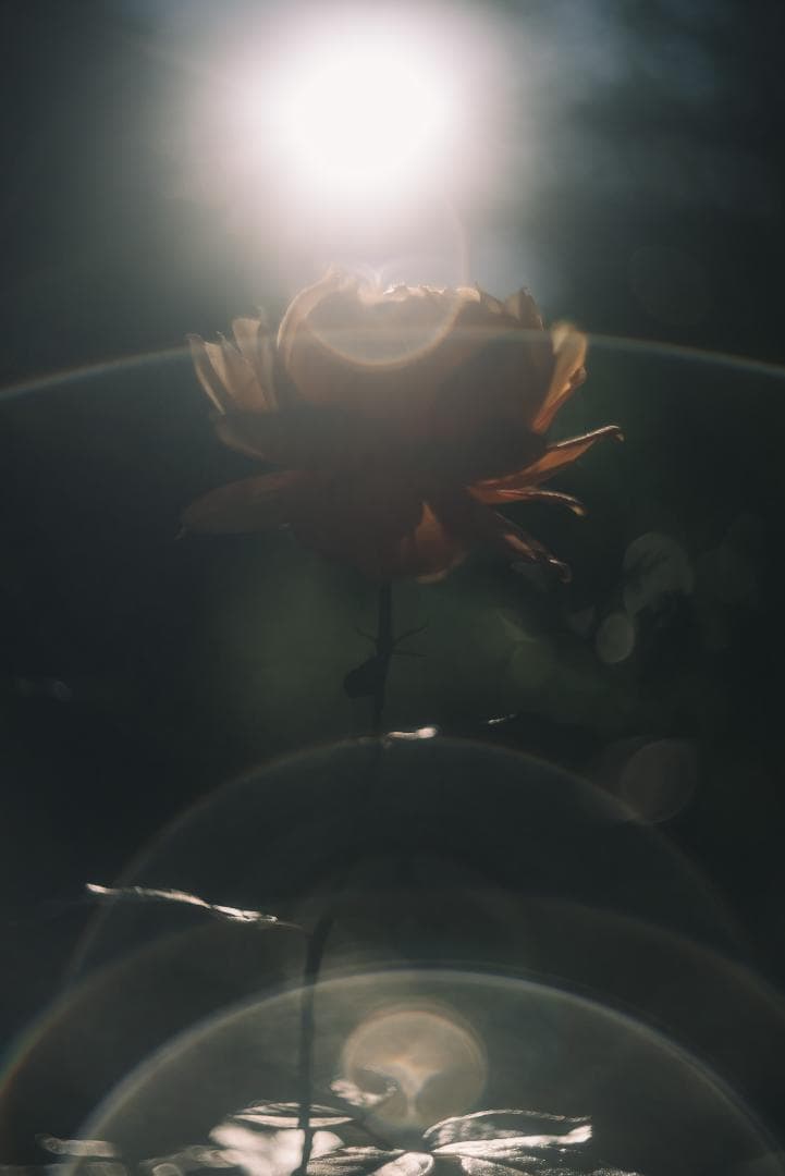 光が滲むライカの癖玉！Leica Summar 50mm f2 オールドレンズ