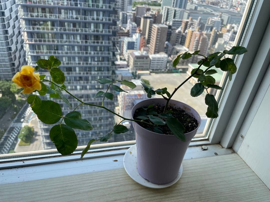 セール！在庫わずか！超強香強健！和バラ　バラ苗