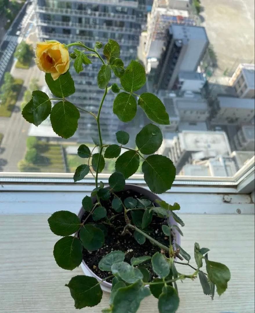 セール！在庫わずか！超強香強健！和バラ　バラ苗